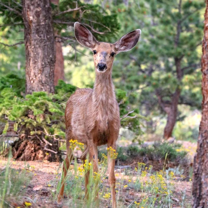 Deer-Mule-RM_TamRachelClark_700v Mule Deer in Rocky Mountain National Park