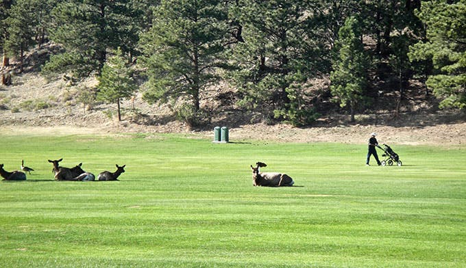 Elk on the Estes Park Golf Course.