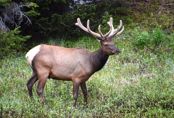 Elk in full velvet in June in Rocky Mountain National Park