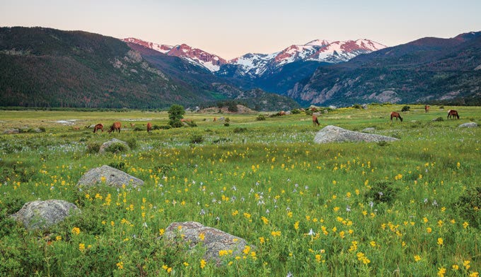 Elk grazing in Moraine Park