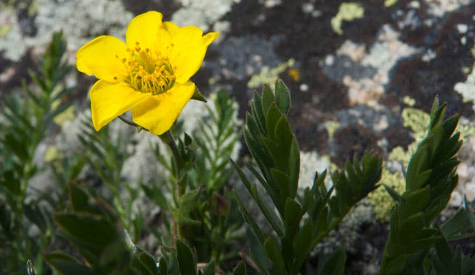 Alpine Avens