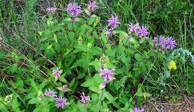 Bee-Balm-Cub-Lake_FlickrAaronHobbs_680x392 Monarda or Bee Balm on the Cub Lake Trail