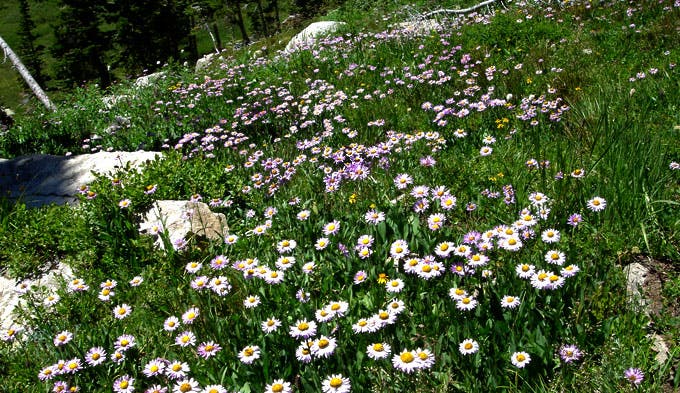 Wildflowers on the Blue Lake Trail