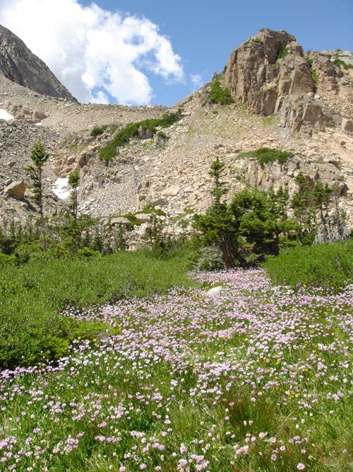 Wildflowers on the Blue Lake Trail