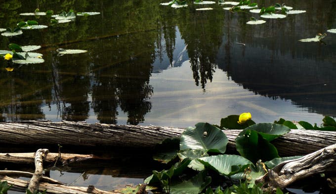 Nymph Lake Lillies.