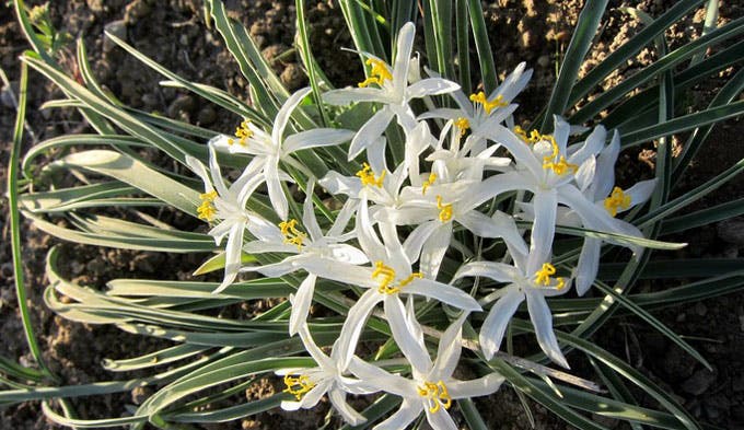 Sand-Lily_WikiPD_680x392 Sand Lilies are abundant in the Cathy Fromme Prairie Natural Area