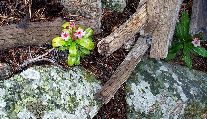 Wintergreen-Cub-Lake_FlickrAaronHobbs_680x392 Wintergreen on the Cub Lake Trail.