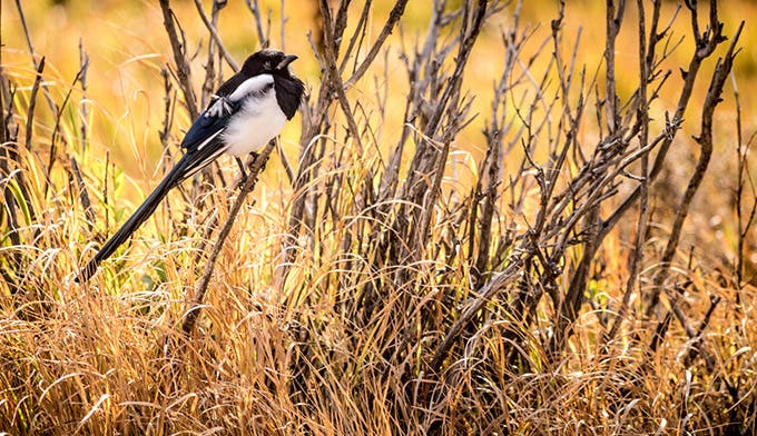 Black-Billed-Magpie_BenFullerton_680 Black-billed Magpie