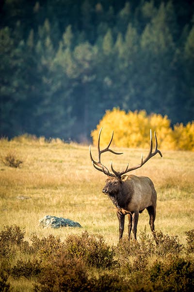 Elk-RM-Autumn_BenFullerton_400x600 Bull elk in autumn in Rocky Mountain National Park