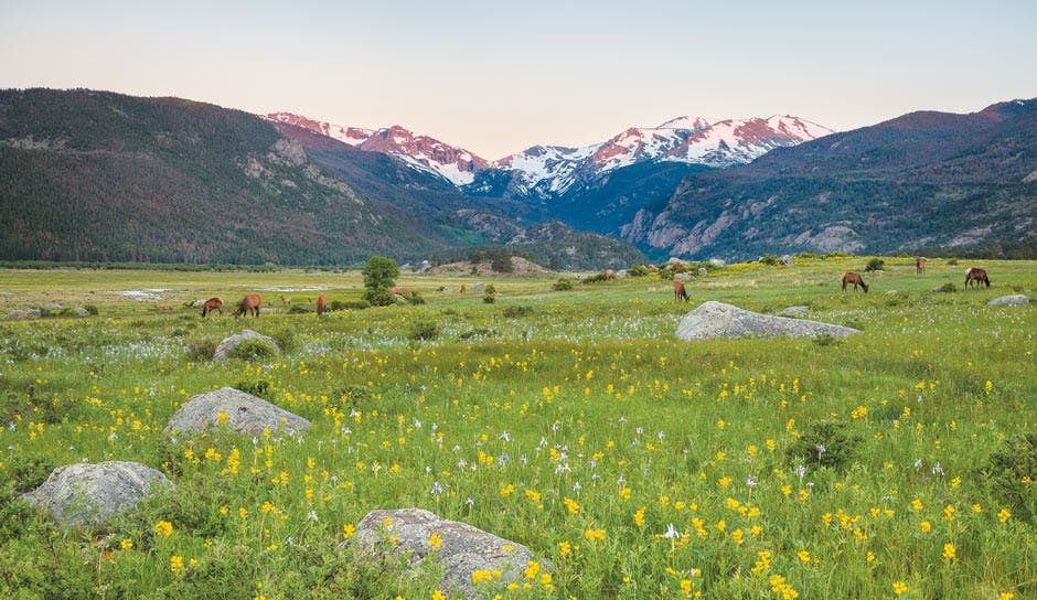 Elk grazing in Moraine Park in Rocky Mountain National Park