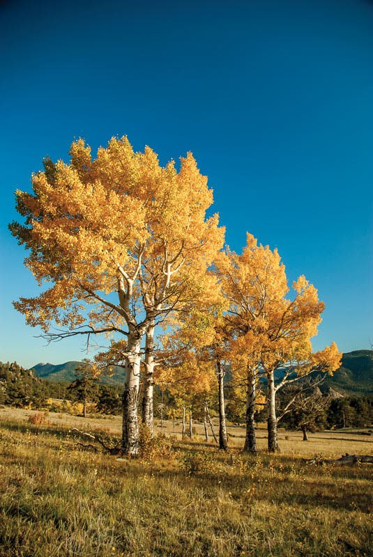 RM-Autumn-trees_BenFullerton_800 Gold autumn trees in Rocky Mountain National Park