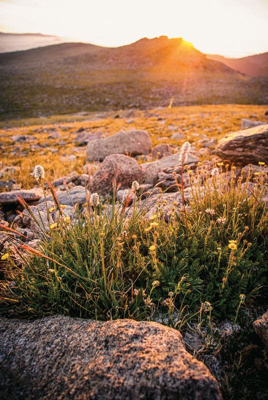 Pussy willows on the East Longs Peak Trail