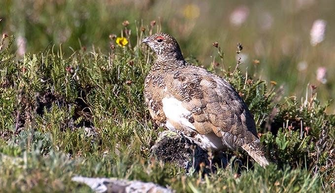 White-tail-Ptarmigan_courtesyAnnSchonlau_RMNP_680 Ptarmigan in spring as it is turning from white to dappled tan and gray.