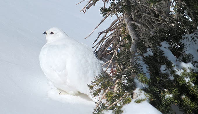 White-tailed-ptarmigan-winter_courtesyKarenDaugherty_RMNP_680 Ptarmigans turn pure white in winter to disappear in the snow.