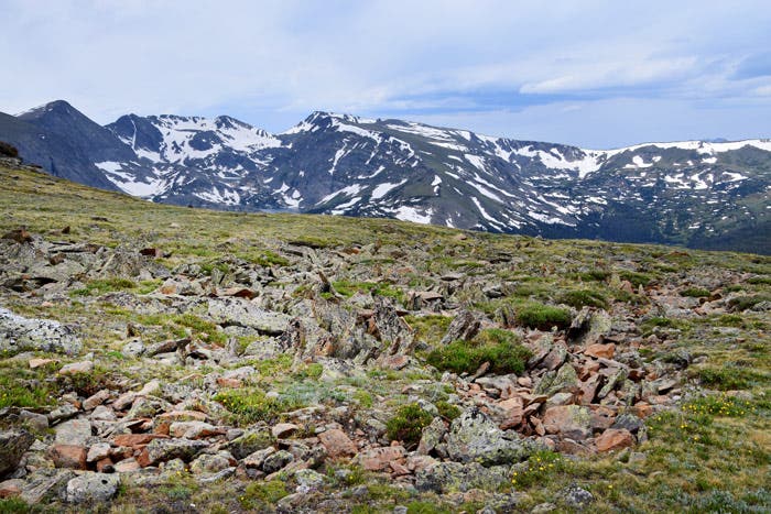 RM-TundraComm-Rocks_Gloria_700 The tundra is rocky and splattered with tiny wildflowers on Tundra Communities Trail in Rocky Mountain National Park