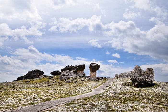 Short spur on the Tundra Communities Trail to toadstools in Rocky Mountain National Park