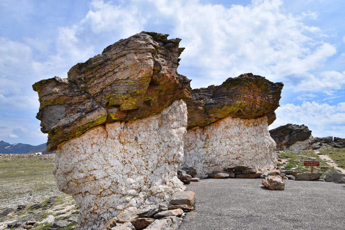 Toadstools on Tundra Communities Trail in Rocky Mountain National Park