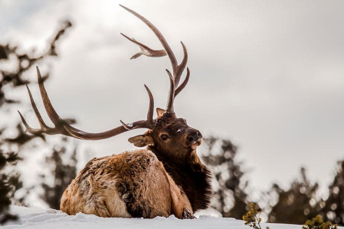 Elk-snow_WildlandTrekking_700 Rocky Mountain elk in winter. Photo courtesy of Wildland Trekking