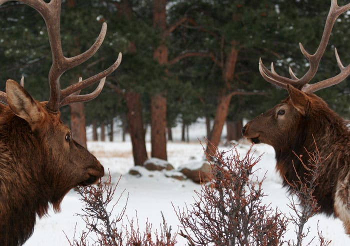 Elk in winter in Rocky Mountain National Park