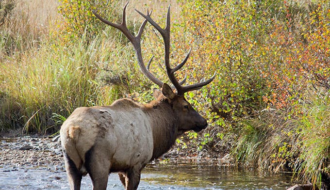 Bull elk in a stream in Rocky Mountain National Park