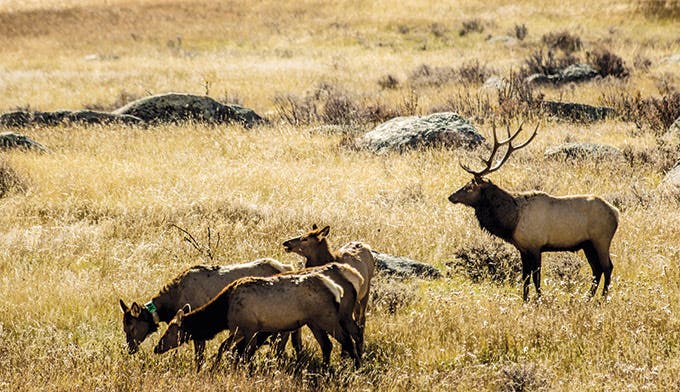 elks-in-field_ben-fullerton_680x392 Elk in the valley in Rocky Mountain National Park