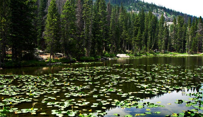 Nymph-Lake-Lillies_680x392 Nymph Lake Lillies.