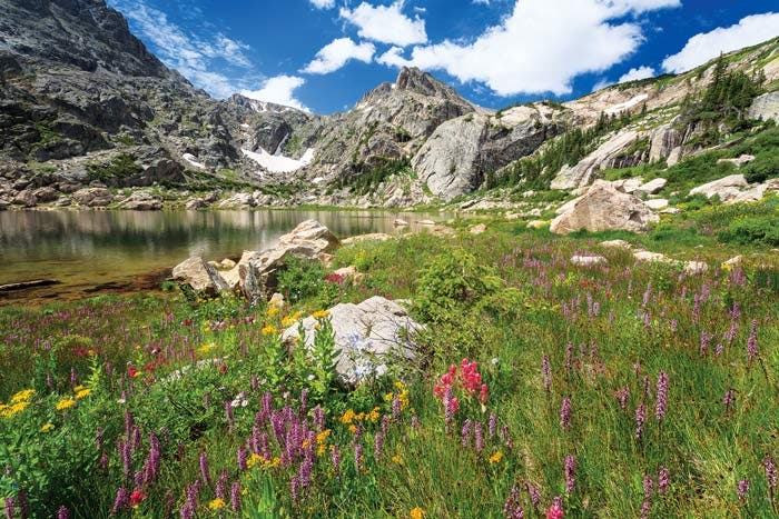 RM-BluebirdLake-SummerWildflowers_ErikStensland_700 Wildflowers at Bluebird Lake in Rocky Mountain National Park
