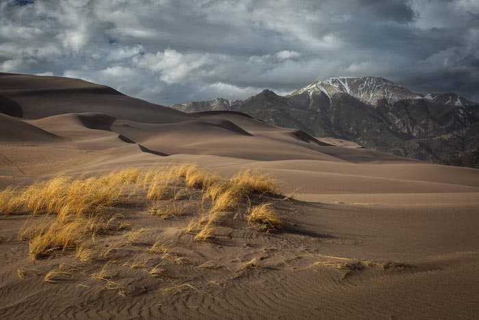 Beach grass at Great Sand Dunes National Park