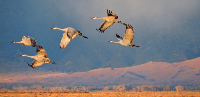 Sandhill cranes flying over the dunes in Great Sand Dunes National Park