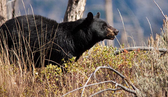 Black Bear