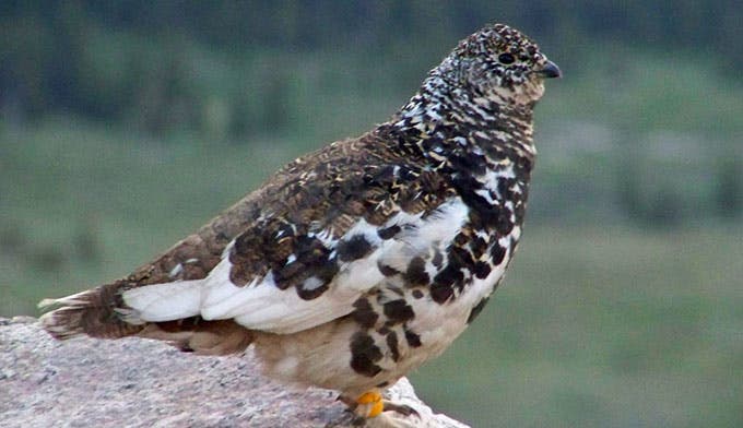 White-tailed Ptarmigan