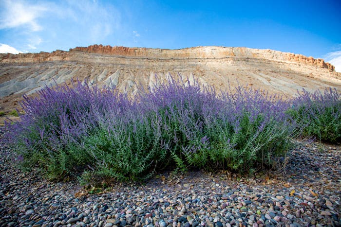 CO-Palisade-lavender-field_DP_700 Lavender field in Palisade, Colorado