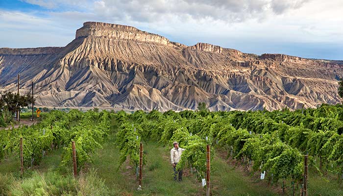 GrandMesa-Vineyard_VisitGrandJunction_700 Vineyard and The Grand Mesa near Grand Junction, Colo.