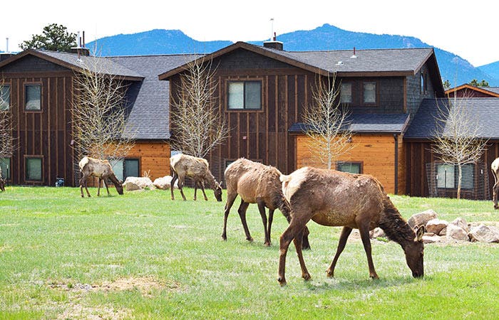 EstesPark-elk-graze-lodging_DP_700 Elk grazing near vacation properties in Estes Park, Colorado