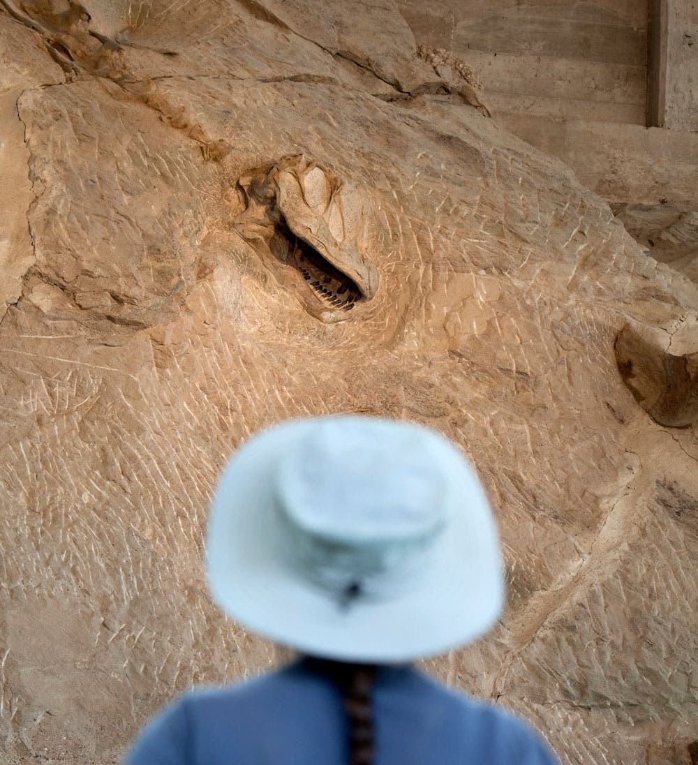 Camarasaurus dinosaur fossil on the Wall of Bones in Dinosaur National Monument