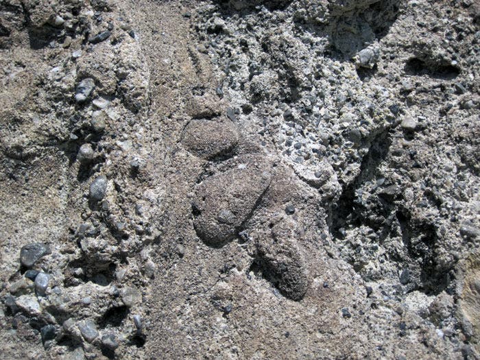 DinosaurNM-fossil-freshwaterclams-FossilDiscoveryTrail_FlickrJamesStJohn_700 Fossilized freshwater clams spotted on the Fossil Discovery Trail in Dinosaur National Monument