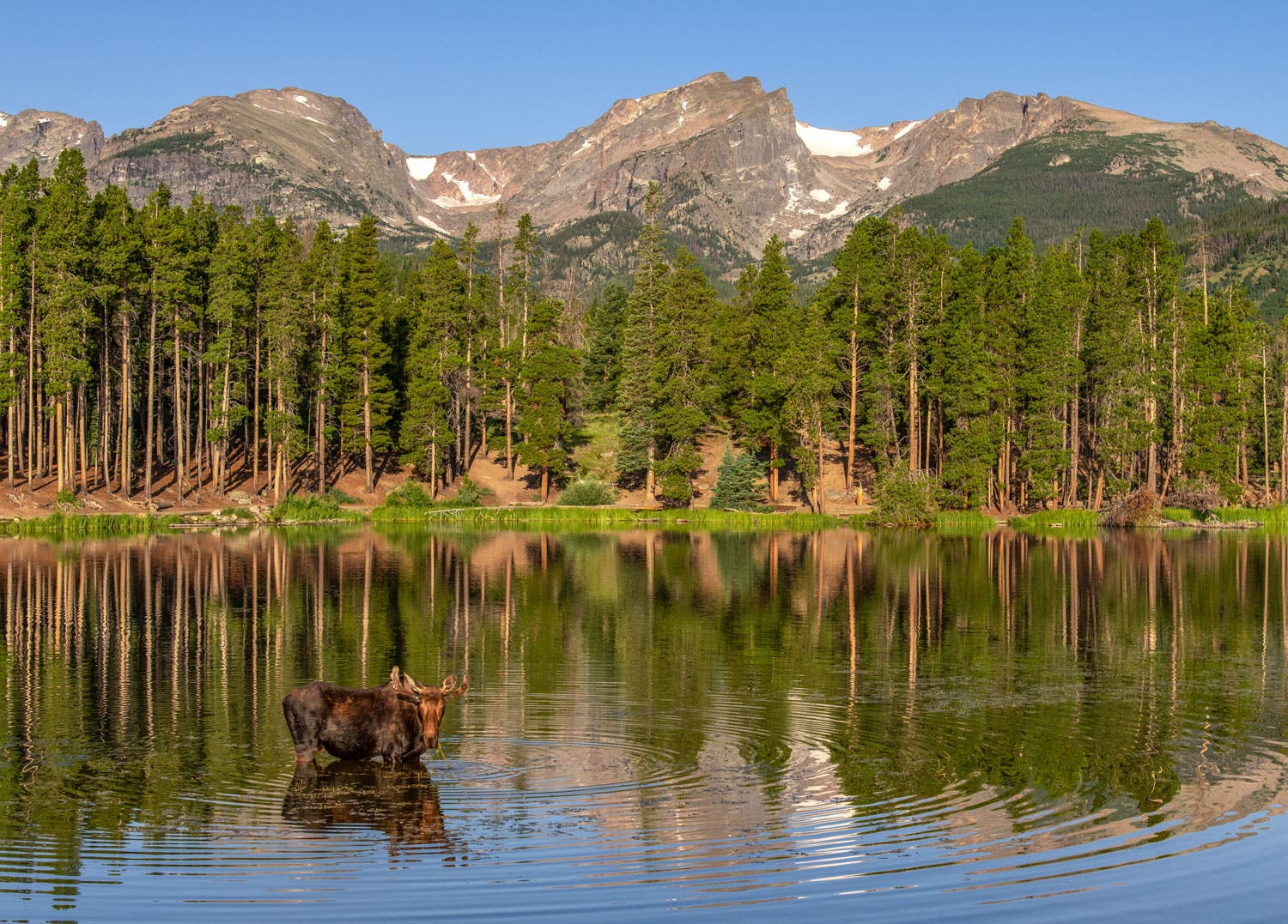 Bull moose on a cool morning at Sprague Lake, Rocky Mountain National Park