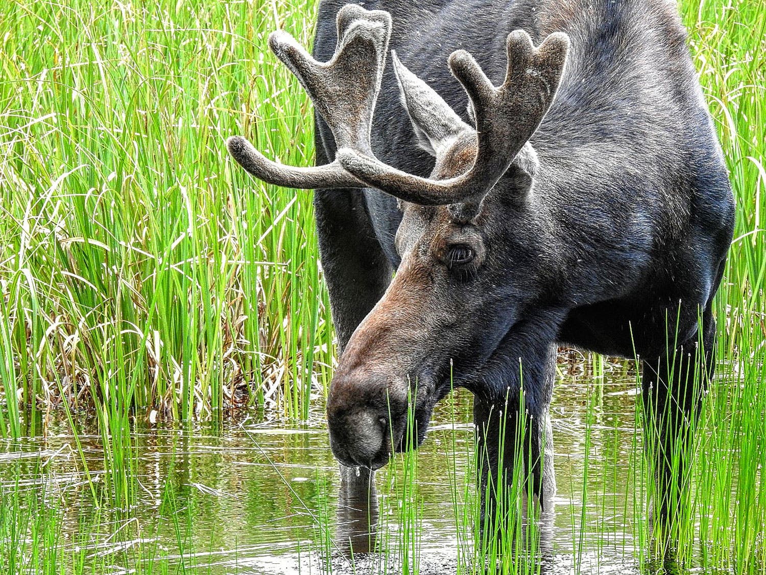 Bull moose wading in Grand Lake, west of Rocky Mountain National Park