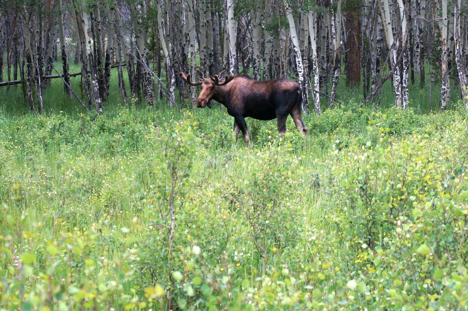 Moose in Kawuneeche Valley on the west side of Rocky Mountain National Park