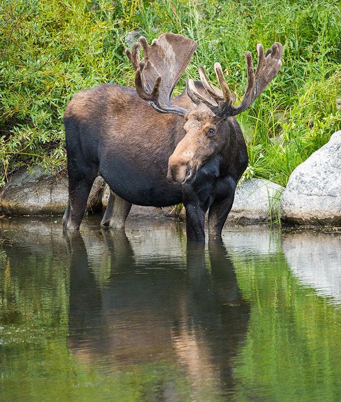 RM-MooseReflection_Ordelheide_680 Moose in Rocky Mountain National Park