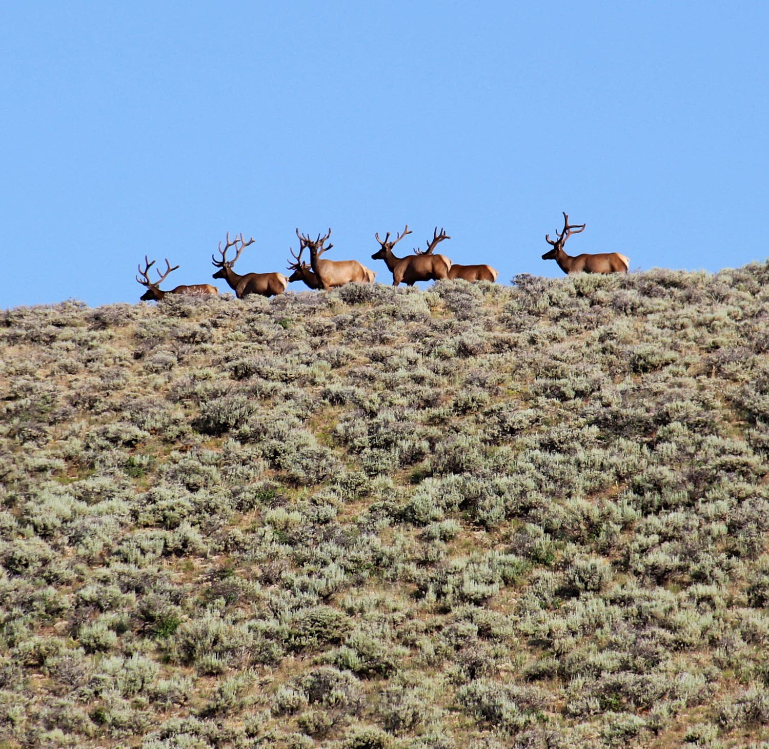 Elk in Dinosaur National Monument