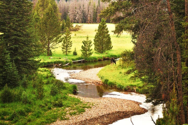The headwaters of the Colorado River in Rocky Mountain National Park is a favorite haunt of moose.