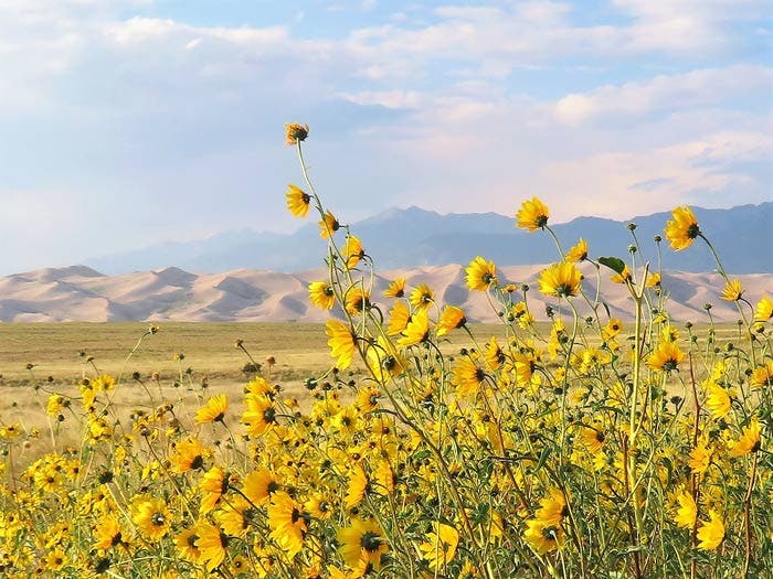 Great Sand Dunes National Park in Springtime