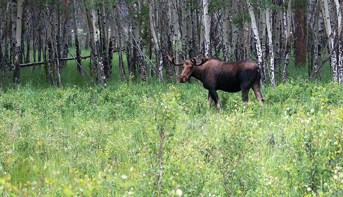 Moose in Kawuneeche Valley on the west side of Rocky Mountain National Park.