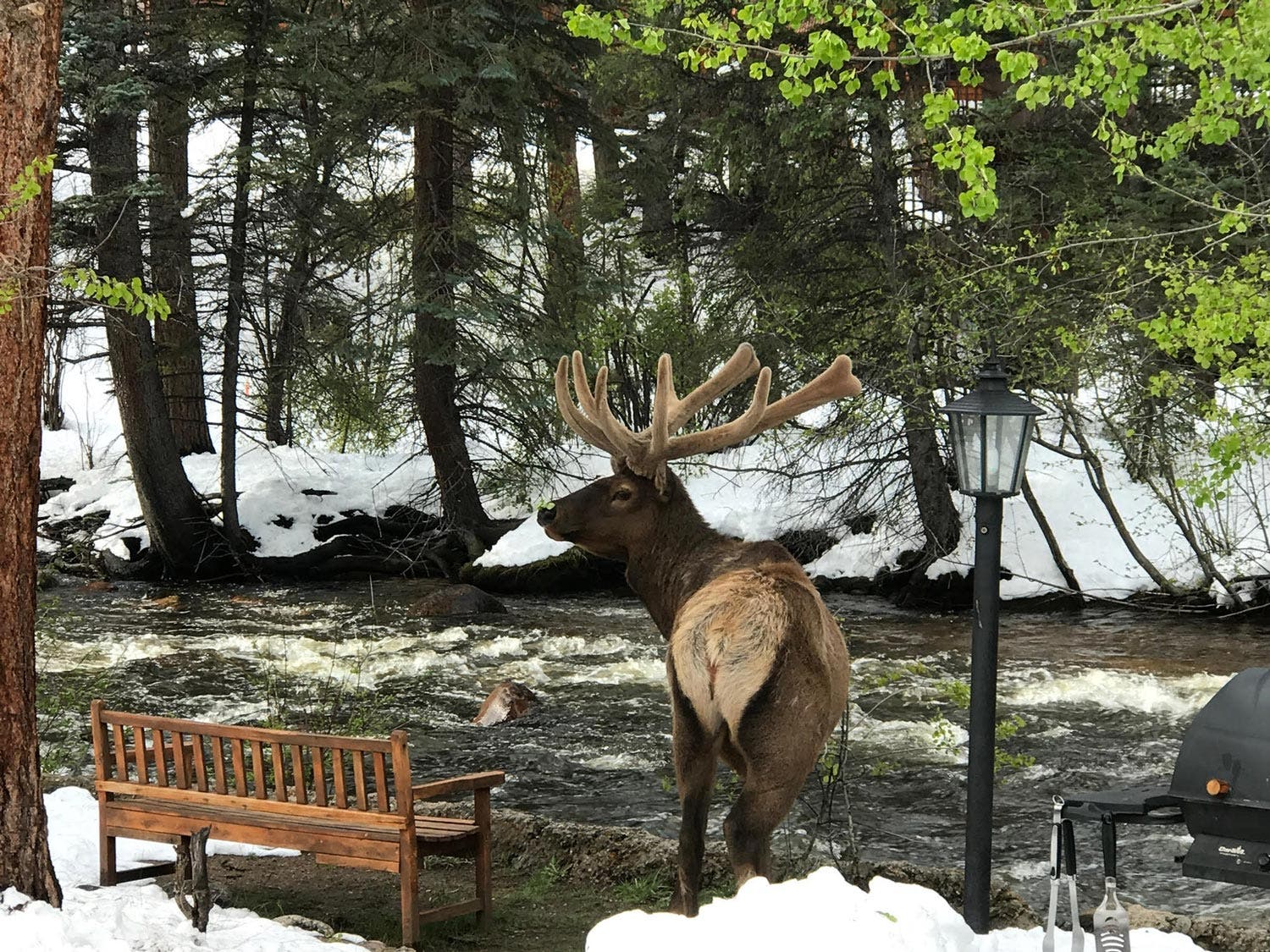 An elk at the river at River Spruce Cabins