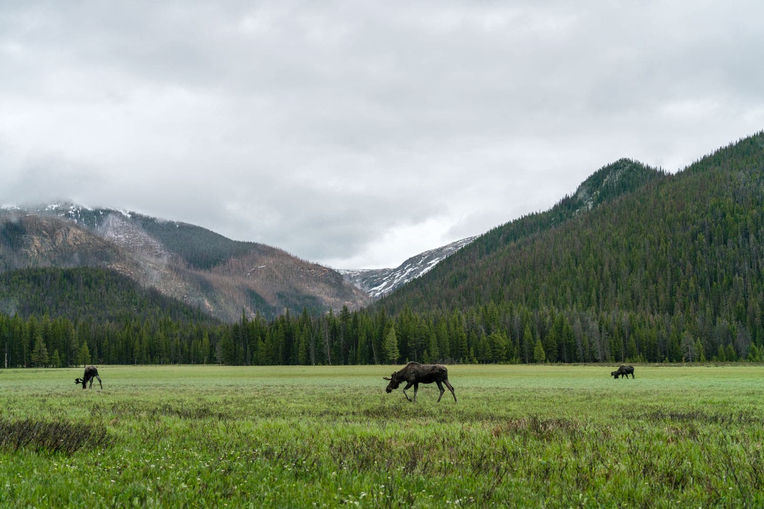 Moose at Big Meadows on the Continental Divide Trail in Rocky Mountains National Park