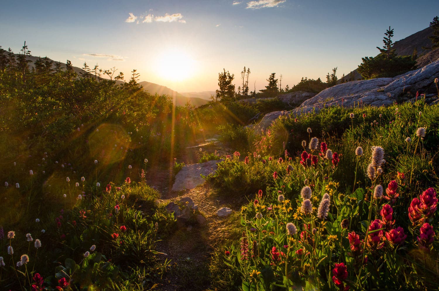 Upper Ouzel wildflowers on the Bluebird Lake Trail in Rocky Mountain National Park's Wild Basin