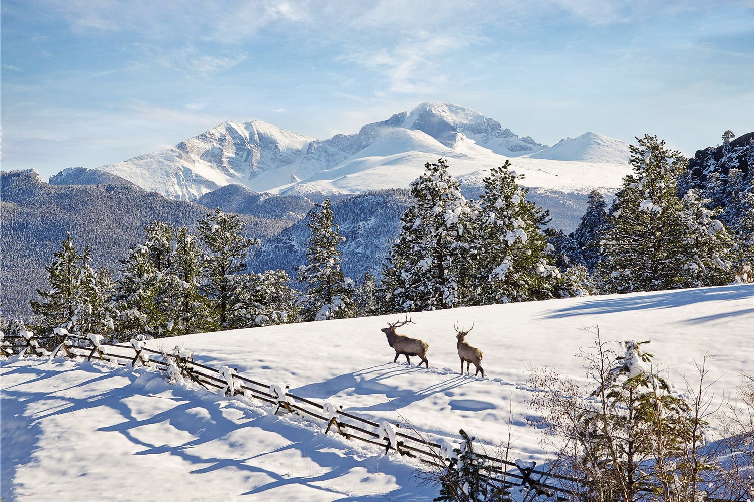 Elk during winter in Rocky Mountain National Park
