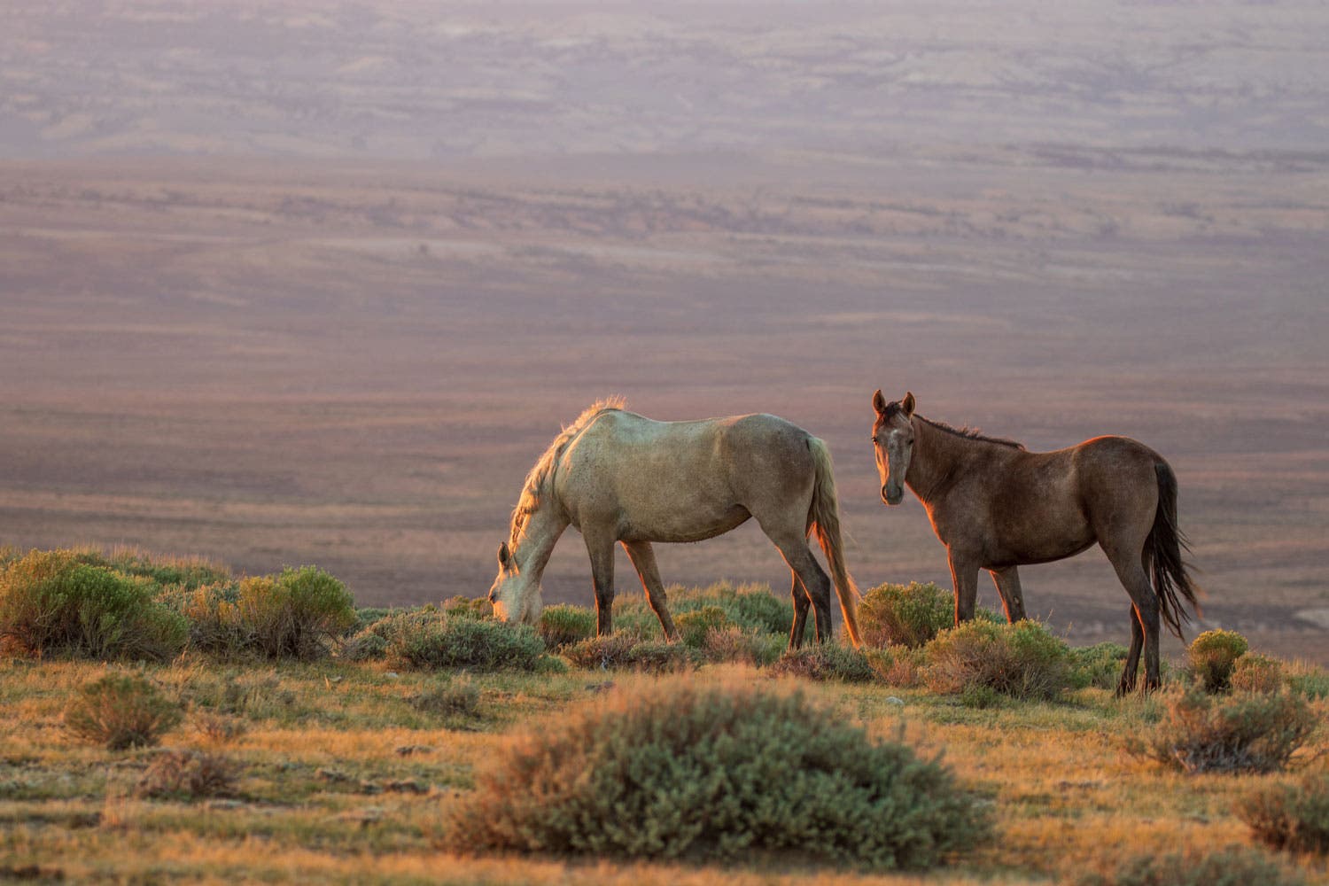 Wild Horses in the Sand Wash Basin