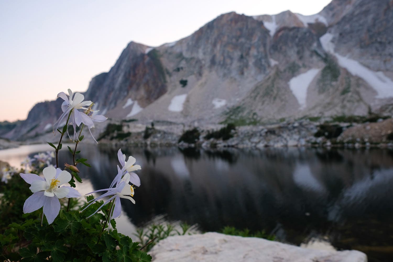 Wildflowers in bloom